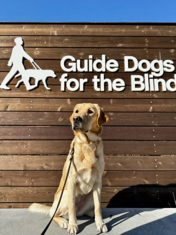 <p>Anya sits on a low wall in front of a sign with Guide Dogs’ logo. She is looking off into the distance and contemplates her bright future. </p>