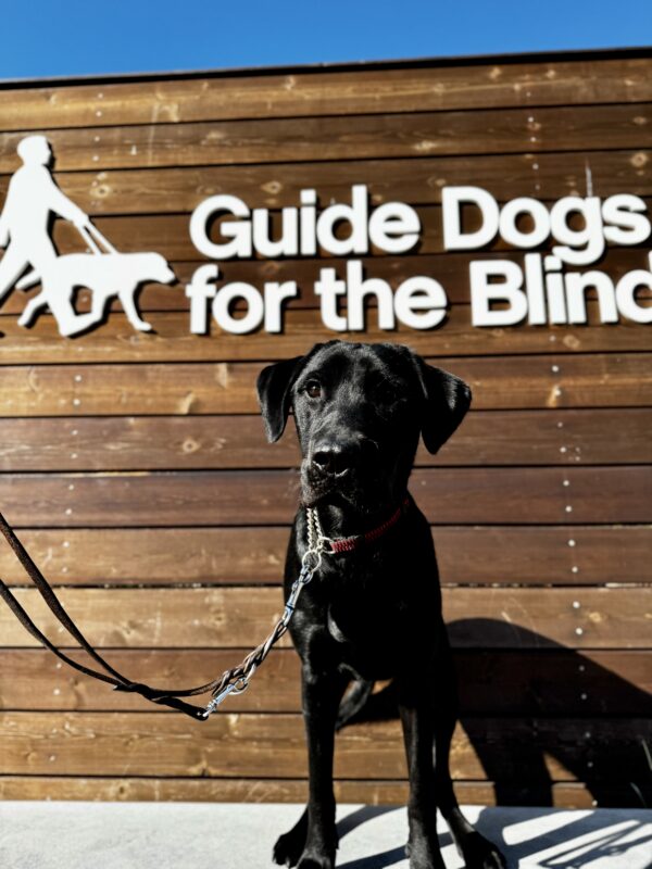 <p>Harley poses on a low wall in front of a wooden sign bearing Guide Dogs’ logo on it. His black coat looks especially shiny in the unrelenting California sunshine. </p>