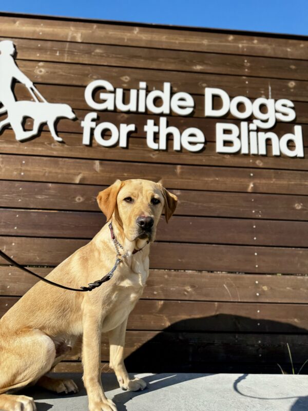 <p>Dexter is settling into life on campus at GDB. He is enjoying the daily campus walks and play time in community run! He is eager for what is next, and is excited to start formal training.</p>