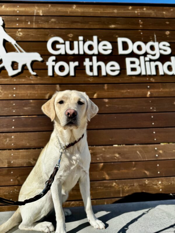 <p>Val sits on a low wall in front of a wooden sign bearing Guide Dogs for the Blind’s logo. She looks adorably at the camera. </p>