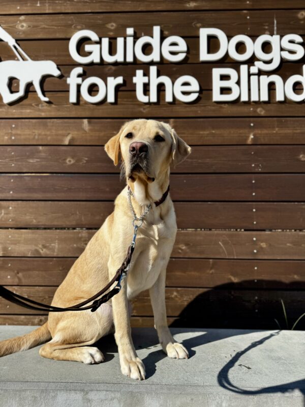<p>Parker sits on a low concrete wall in front of a wooden sign bearing Guide Dogs for the Blind logo. He is looking slightly off camera. </p>