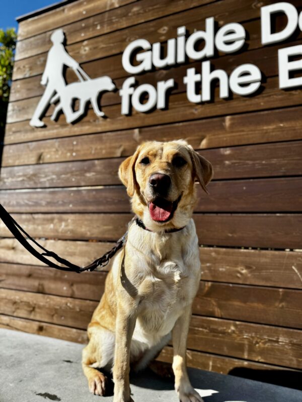 <p>Emiko sits on a low wall in front of a wooden sign bearing Guide Dogs for the Blind’s logo. She is smiling at the camera, ready for anything!</p>