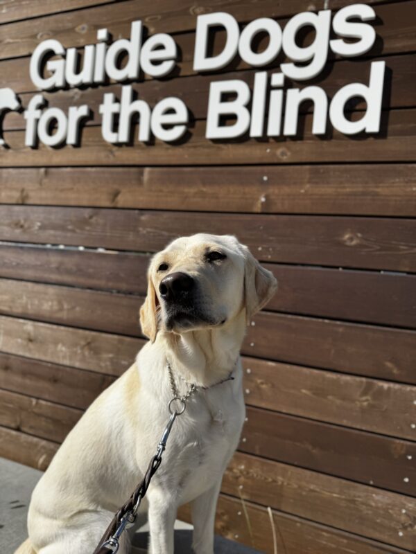 <p>Elle sits on a low wall in front of a sign bearing Guide Dogs for the Blind’s logo. </p>