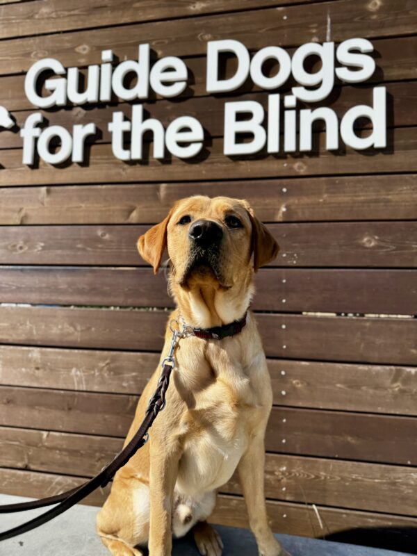 <p>Lars sits on a low wall in front of a sign bearing Guide Dogs for the Blind’s logo</p>