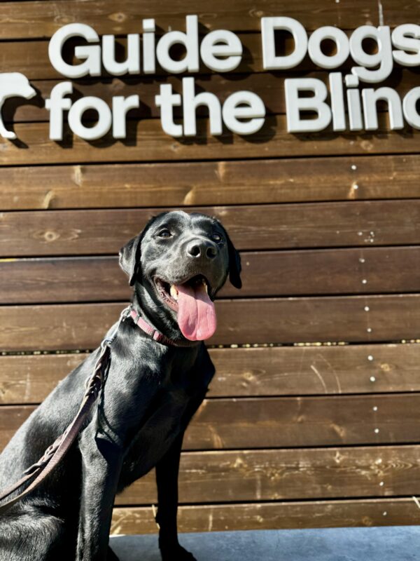 <p>Flume sits on a low concrete wall in front of a wooden sign bearing Guide Dogs for the Blind’s logo. </p>