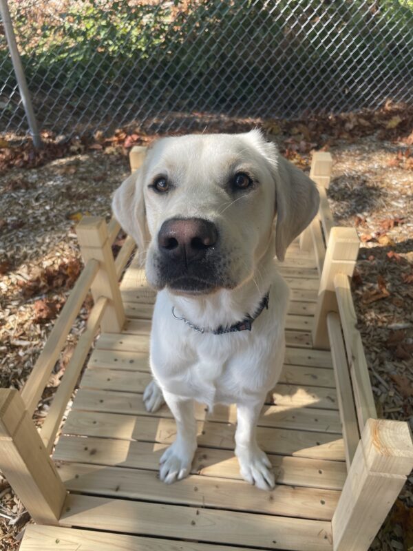 Vonny, a light yellow Labrador retriever, sits nicely as he poses for a portrait. He is sitting on a small wooden bridge in a bark-chip covered yard.