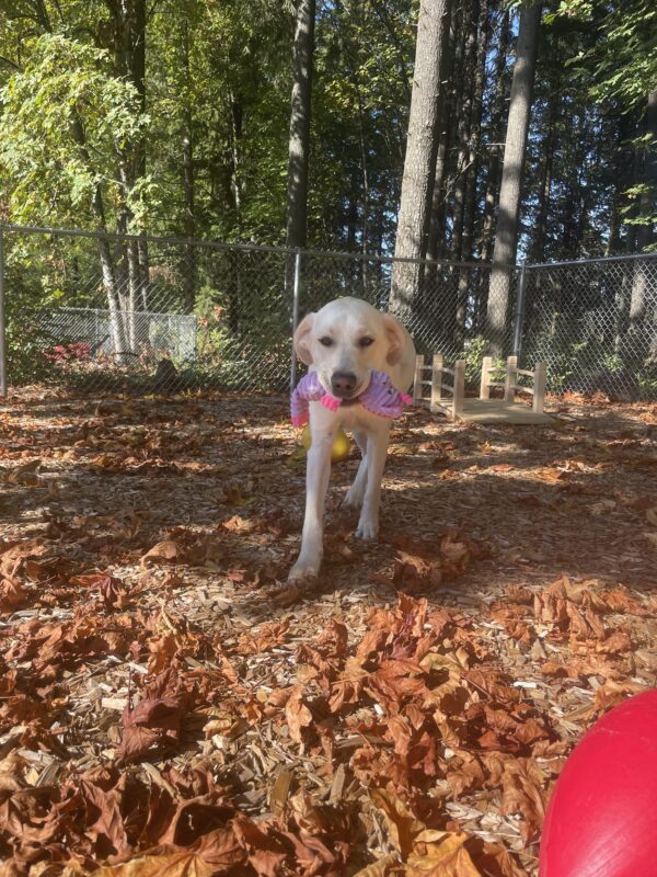 Vonny, a light yellow Labrador retriever, trots towards the camera with a purple and pink stuffy toy in his mouth. He is in a bark-chip covered yard that is littered with crispy, freshly fallen leaves. Some large trees, a chain-link fence, and a small wooden bridge can be seen in the background.