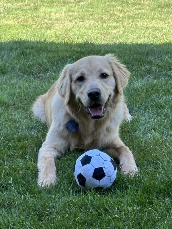 Neil lying down while smiling at the camera with a plush soccer ball between his front legs surrounded by an open grassy field.