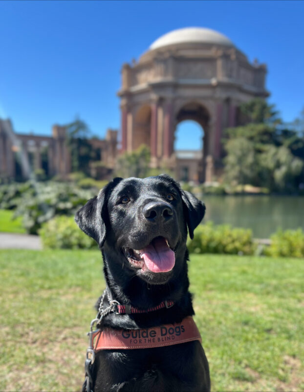 Roxette sits in harness looking at the camera with her tongue out. Behind her is the Palace of Fine Arts in San Francisco, California on a bright, sunny day.