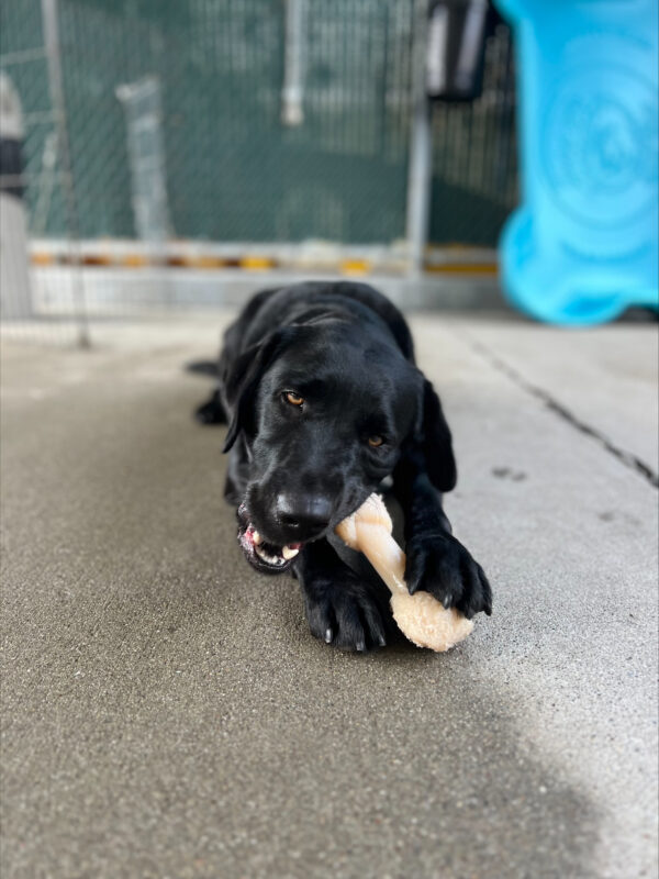 Roxette is laying down during Community Run while chewing a Nylabone. She is holding the Nylabone in between her two front paws.