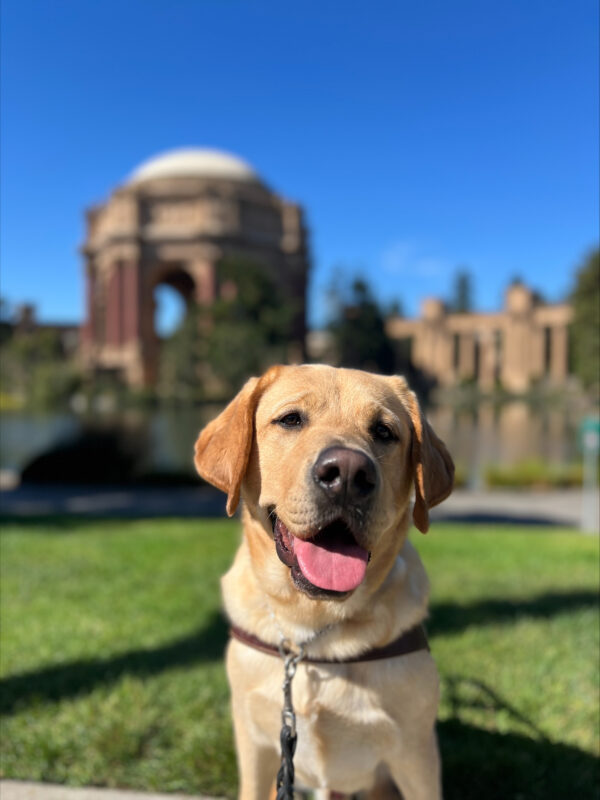 Arrow sits in harness looking at the camera with his mouth open and tongue out. Behind him is the Palace of Fine Arts in San Francisco, California on a bright, sunny day.