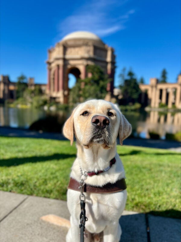 Vinny sits in harness looking at the camera. Behind him is the Palace of Fine Arts in San Francisco, California on a bright, sunny day.