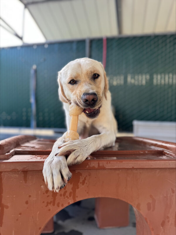 Vinny lays on top of a brown play structure during Community Run. He is chewing on a Nylabone held between his two front paws.
