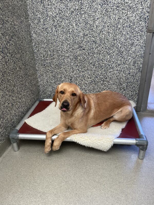A portrait of Brulee, a yellow Labrador retriever. She is laying on a fleece blanket on a red kurunda bed in her kennel. She is looking at the camera and her tongue is peeking out.