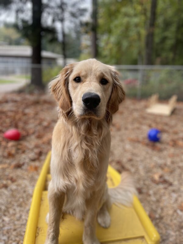 A portrait of Cory, a handsome Golden Lab cross. He is looking at the camera while sitting on a yellow play structure. There are brightly colored toys and trees in the background.