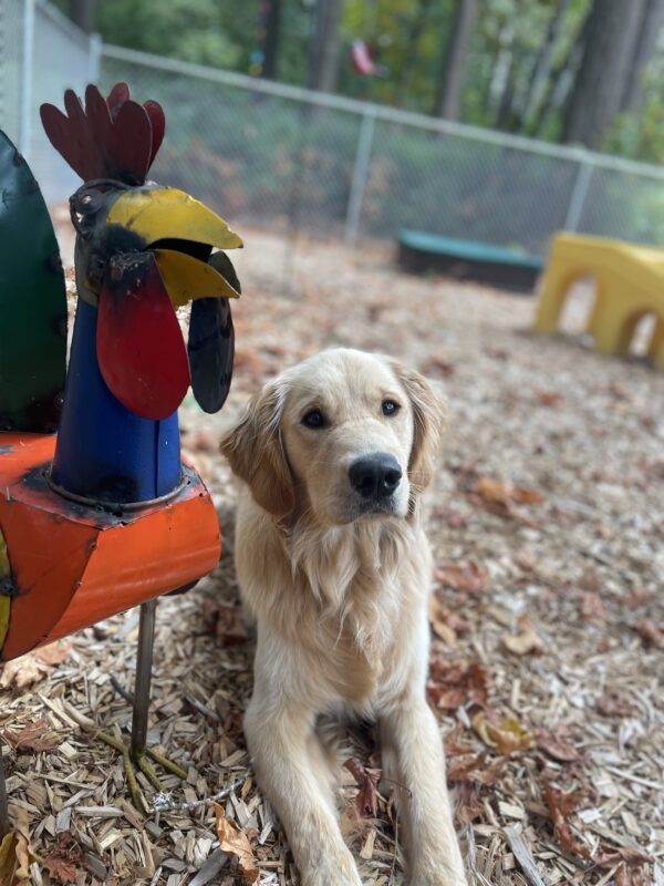 A portrait of Cory, a handsome Golden Lab cross. He is looking at the camera and laying in a bark chip play yard next to a colorful metal rooster sculpture.