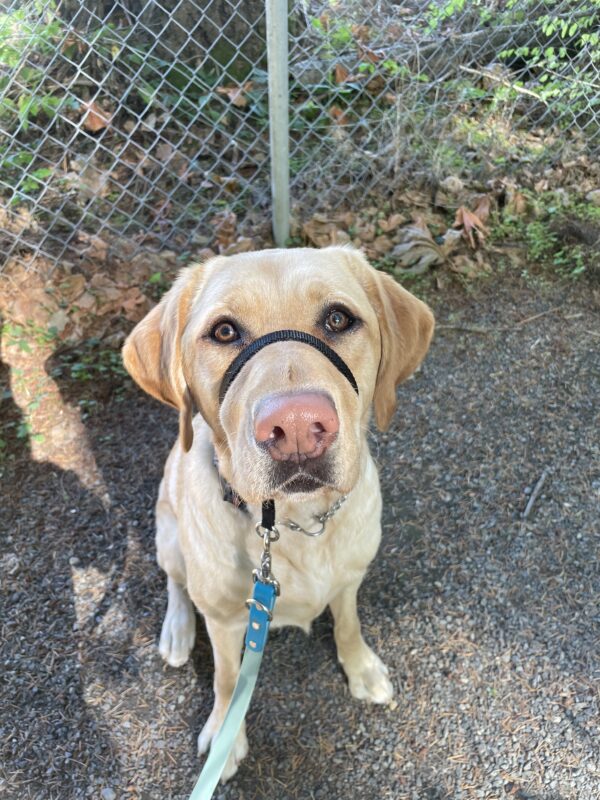 A portrait of Turin, a yellow Labrador Retriever, sitting and looking at the camera with her black gentle leader on. Her nose is pink and her eyes are golden in the sunshine. She is sitting on gravel and there is a chain-link fence visible in the background.