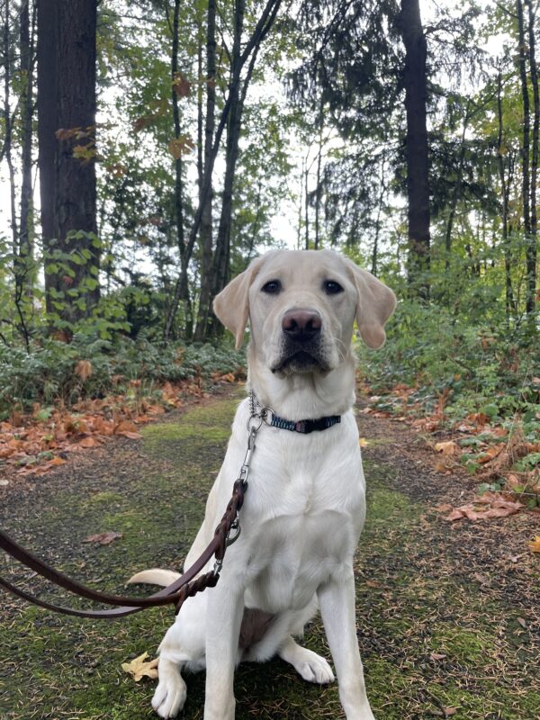 A portrait of Chasm, a light yellow Labrador Retriever, while on a walk. She is seated on a mossy path and looking at the camera very politely. Fallen leaves and tall trees can be seen in the background.