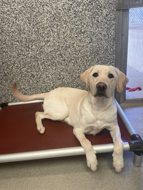 Chasm, a light yellow Labrador Retriever, lays on a red kurunda bed in her run. Her front feet are dangling off the side of the bed and she is looking at the camera as she eagerly awaits her kibble reward.