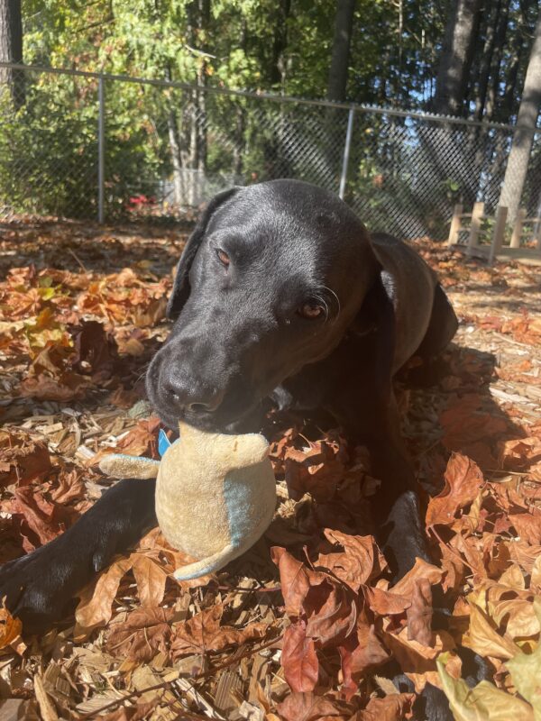 A portrait of Lucas, a black Labrador retriever. He is laying on a pile of brown fall leaves in the sunlight chewing on a yellow stuffed toy.