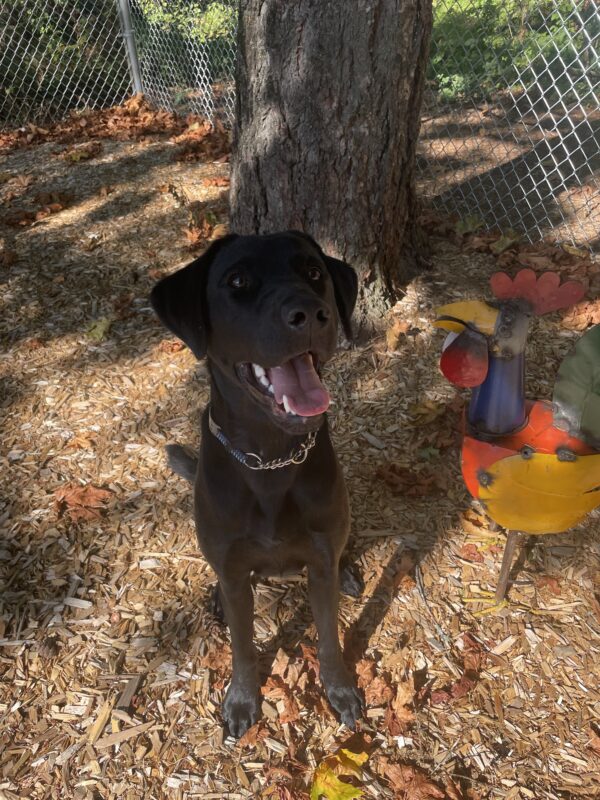 A portrait of Lucas, a black Labrador retriever. He is sitting at the base of a tree in the shade of the leaves next to a colorful metal rooster. His mouth is open and he's looking just to the side of the camera in anticipation of a treat.