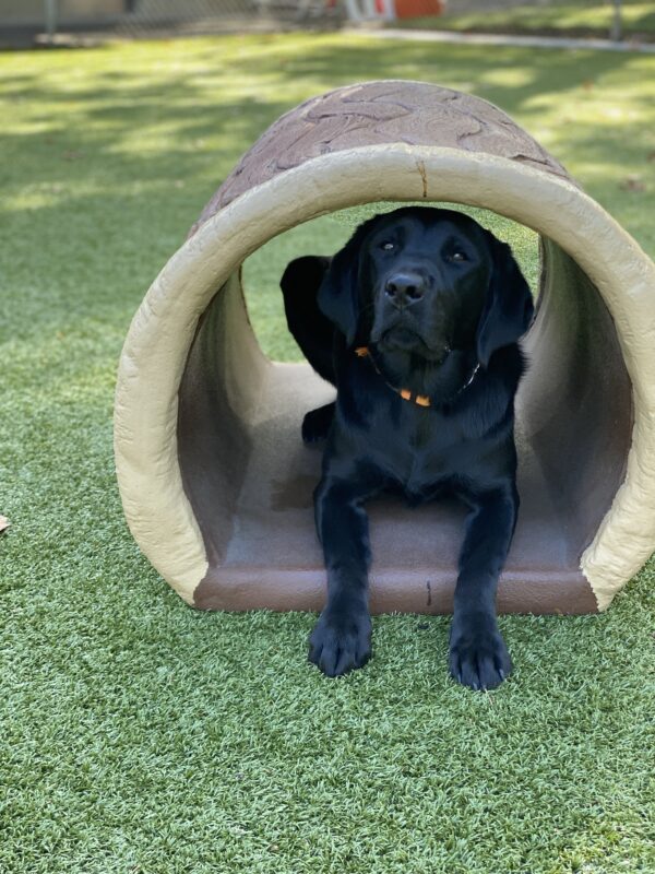 Jazzy, an adorable petite black lab is laying inside a tunnel in a play yard on the Oregon campus on a beautiful sunny day. Her dark nose is pointed slightly in the air and she is staring intently at the camera with her dark brown eyes.