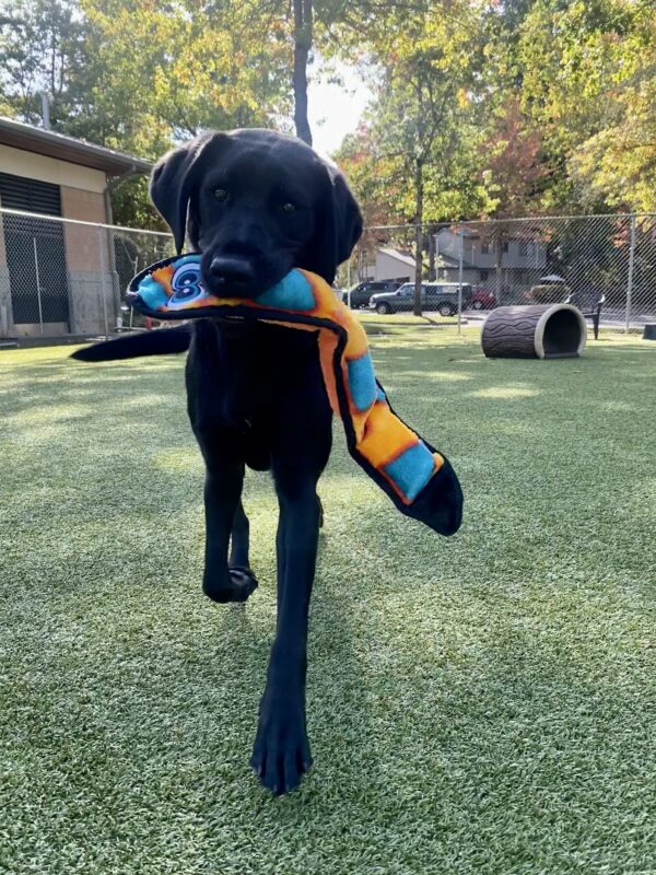 Jazzy, an adorable petite black lab is prancing through a play yard on the Oregon campus on a sunny day. She is holding a long snake shaped stuffed toy. She has a joyful expression on her face.