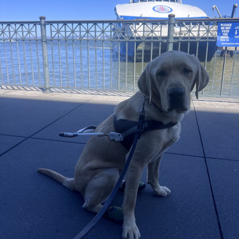Dover is wearing his harness and is sitting in front of the San Francisco Bay and a large boat. He has a focused expression on his face.