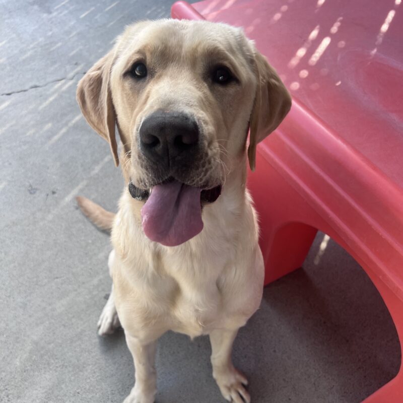 Dover is sitting in community run next to a large red play structure. He is looking at the camera and his tongue is sticking out.