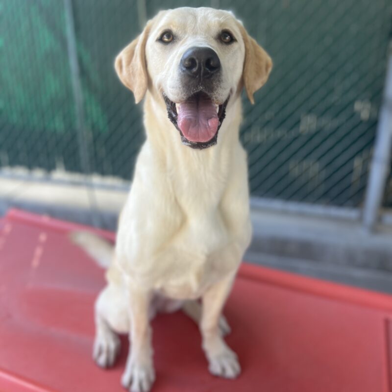 Hilde is sitting in community run on a red play structure. She is looking at the camera and her mouth is open in a happy smile.