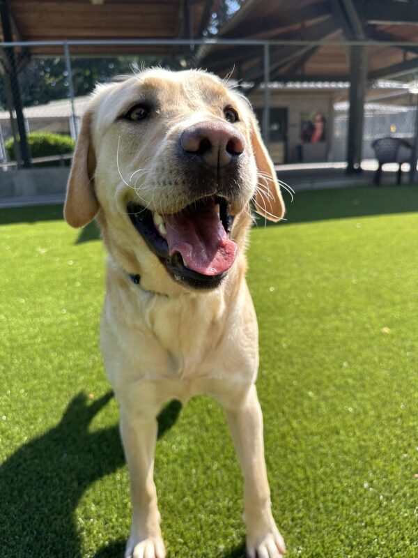 <p>Dara plays in the grass paddock on the OR campus. She is looking off to the right of the frame with her mouth open in a relaxed, playful