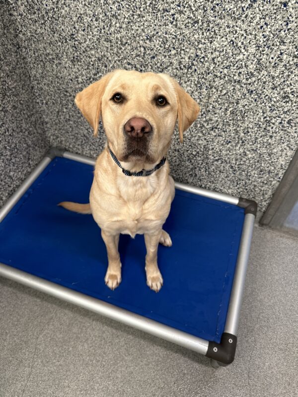<p>Dara sits on a blue raised dog bed in her kennel run, eagerly awaiting her dinner.</p>