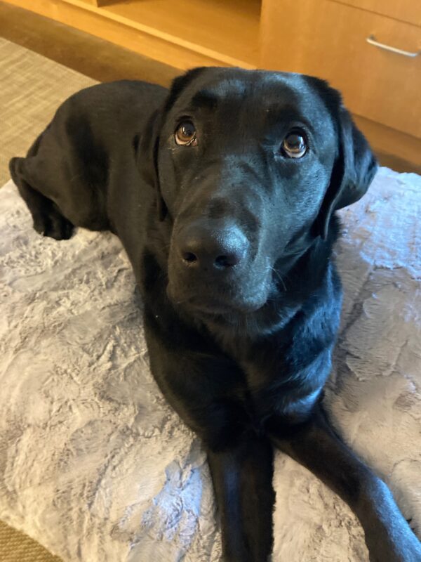<p>Bailey lays on a fluffy dog bed, looking up to the left of the frame, eagerly awaiting a treat.</p>