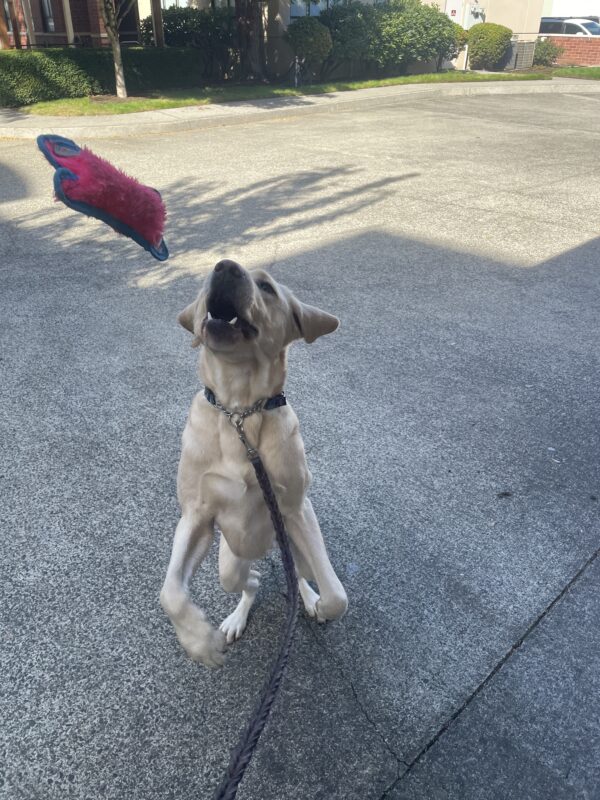An action shot of Farley jumping to catch a soft toy.