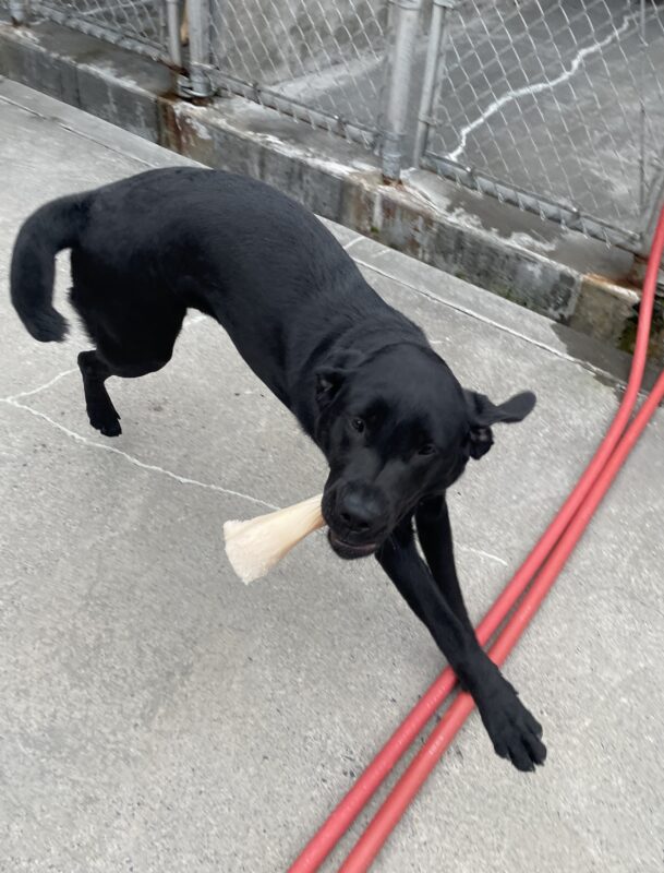 An action shot of Gina running in Community Run on the Oregon Campus. She has a bone in her mouth.