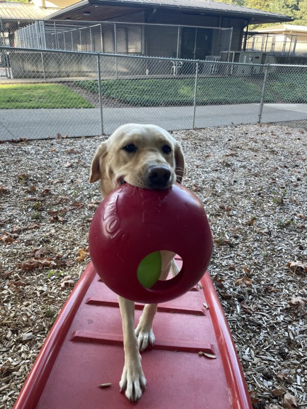 Miranda is in a free run area on the Oregon Campus. She's standing on some playground equipment with a Jollyball in her mouth.