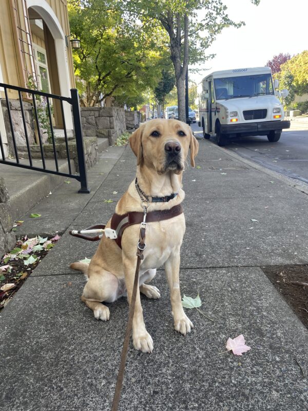 Pinky is wearing her harness and sitting in a neighborhood in Gresham, OR. She's looking at something interesting beyond the camera.