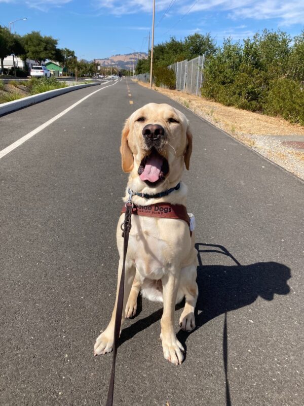 Orson sits in harness on a paved trail