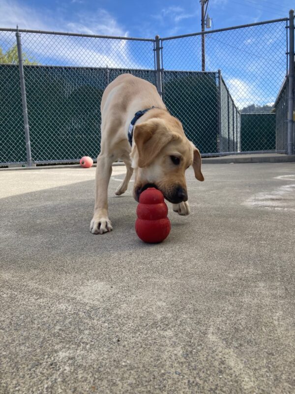 Orson plays with a red kong in community run