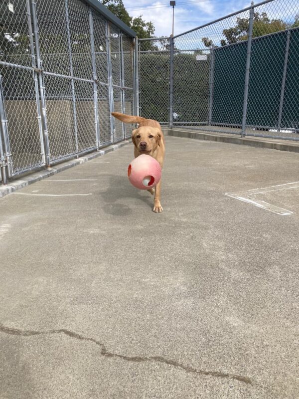 Vonda plays with a red jolly ball in community run