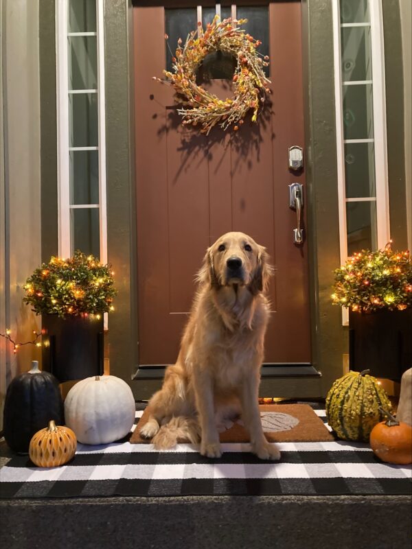 <p>Irvine (a large, yellow, male, Labrador-Golden Retriever cross) is pictured at the front door of his Foster Home. Surrounding him are fall decorations. There are pumpkins of many colors ( a white one, a black one a painted orange-black-yellow one on his right side and an orange one, a cream one and a bumpy green and yellow striped one on his left side and behind them are two small planters with round bushes decorated with orange and yellow lights and a fall wreath on the door behind him.)</p>