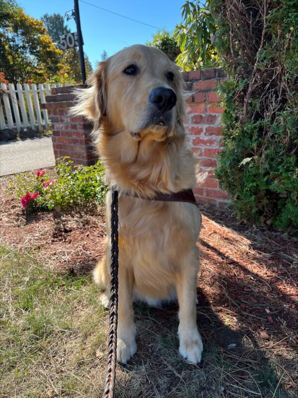 Irvine (a large, yellow, male, Labrador-Golden Retriever cross) is pictured sitting facing toward the camera but looking slightly off to the side. He is in harness on some grass with a cleared area with some flowers. Directly behind him is a low brick wall. In the background to his right is a white picket fence and to his left is a tall green hedge.