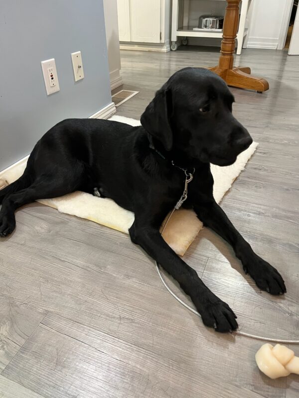 Delgado, a black Labrador Retriever, is laying on a fleece dog bed while on tie down in his foster care home.