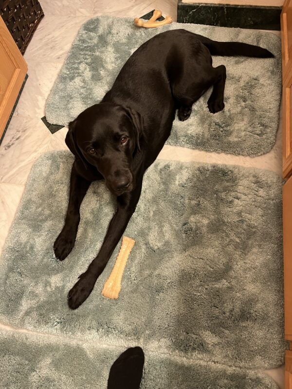 Delgado, is patiently laying on two fluffy bathmats looking up at his foster care provider. There are two different types of Nyla-bones scattered around him.