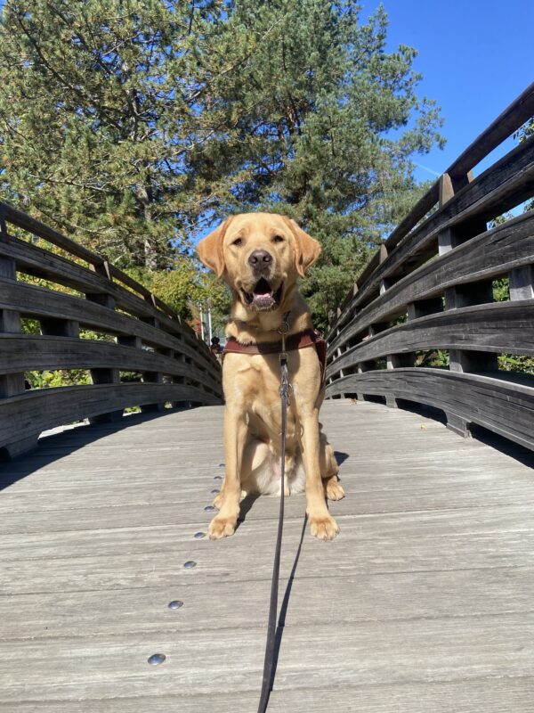 Jacob, a yellow Labrador retriever, is sitting on a wood bridge, wearing his harness, and looking at the camera on a sunny fall day.