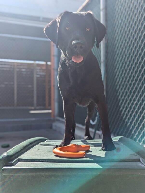 <p>Juana stands atop a green play structure in community run with an orange soft kong toy at her feet. Her tongue is slightly out as she smiles and looks behind the camera.</p>