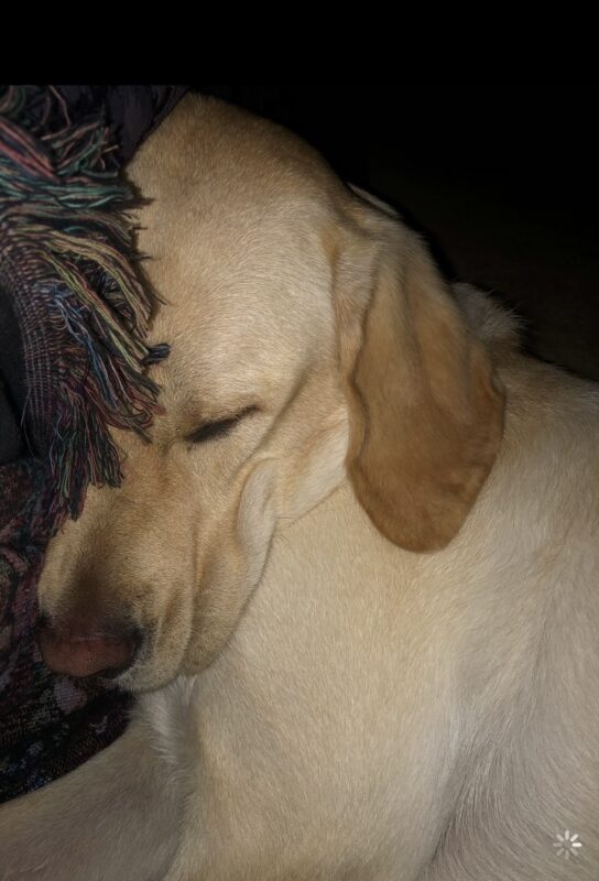 A close up picture of Donovan's face while sleeping. There are a couple folds of skin around his neck created by having his head propped up against his handler's leg.