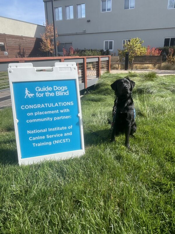 Maizie is sitting on a lawn  next to a blue sign that is welcoming  her to the NICST program.