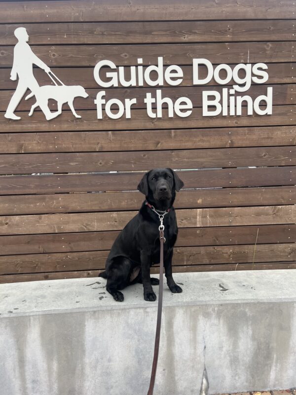 <p>Zoe sits on a low concrete wall looking at the camera. Behind her is a wooden sign bearing Guide Dogs for the Blind’s logo. </p>