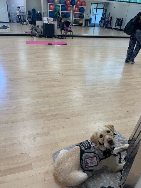 Yellow lab Anders laying on a gray and white star patterned dog mat. He's wearing his camo service dog vest. They are in an exercise room in a gym.